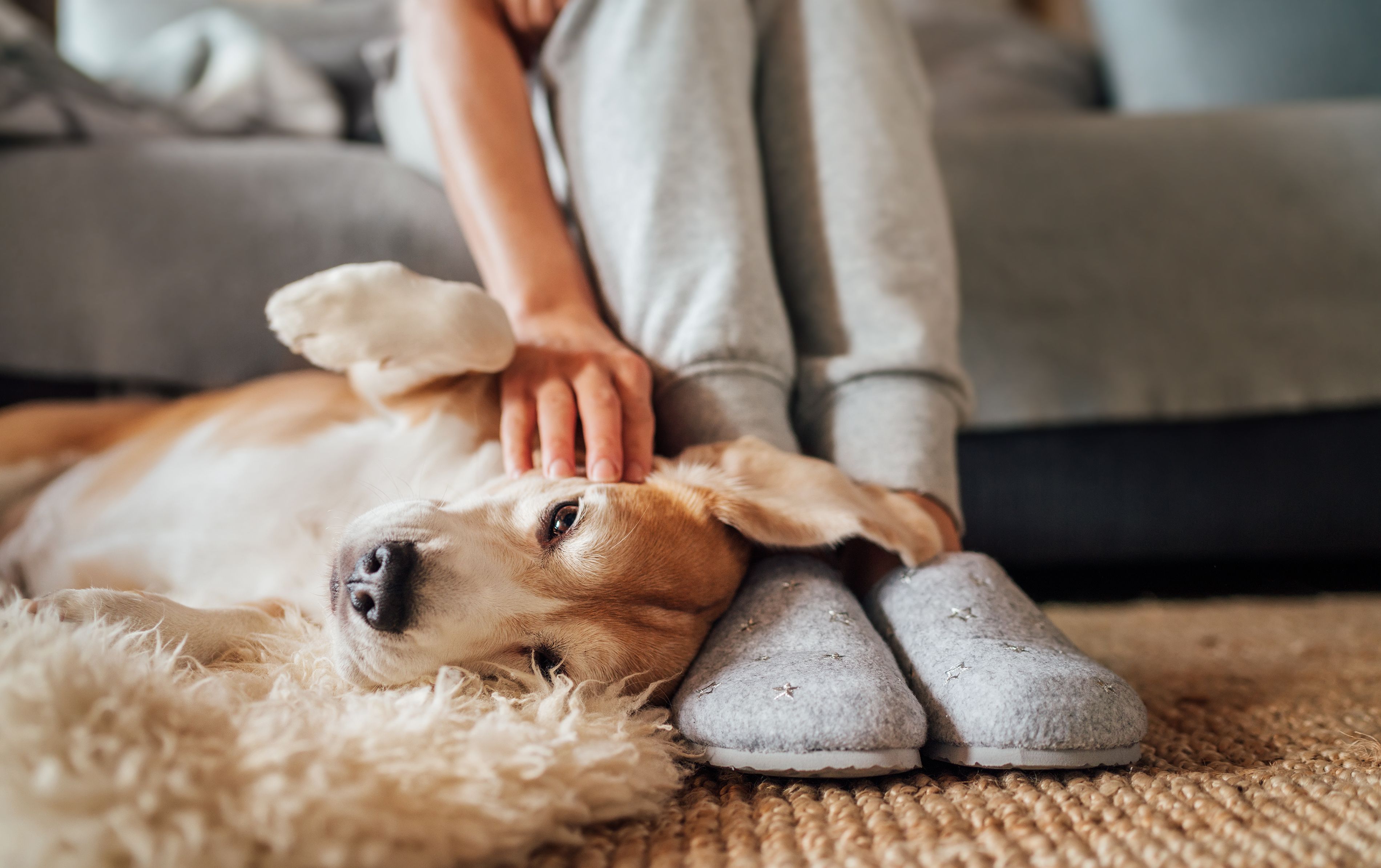 A Guide to Finding Pet-Friendly Rentals in NYC